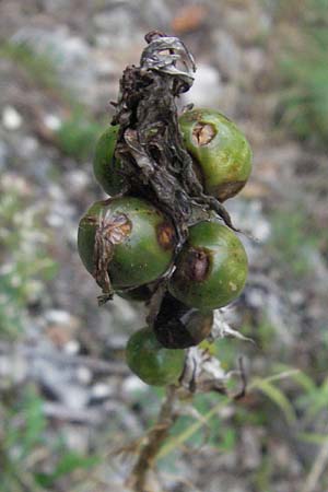 Asphodeline lutea \ Junkerlilie, Gelber Affodill / Yellow Asphodel, I Gole del Salinello bei/near Ripe 6.6.2007