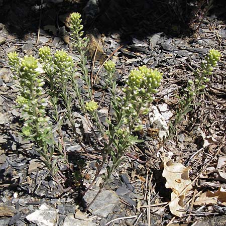 Alyssum alyssoides \ Kelch-Steinkraut / Small Alison, Pale Madwort, I Liguria, Molini di Triora 26.5.2013