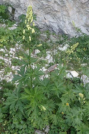 Aconitum lycoctonum subsp. vulparia \ Gelber Eisenhut, Wolfs-Eisenhut / Yellow Wolfsbane, I Prags,  Weißlahnsattel 6.7.2022