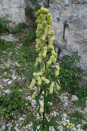 Aconitum lycoctonum subsp. vulparia \ Gelber Eisenhut, Wolfs-Eisenhut / Yellow Wolfsbane, I Prags,  Weißlahnsattel 6.7.2022