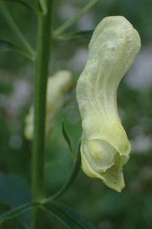 Aconitum lycoctonum subsp. vulparia \ Gelber Eisenhut, Wolfs-Eisenhut / Yellow Wolfsbane, I Prags,  Weißlahnsattel 6.7.2022