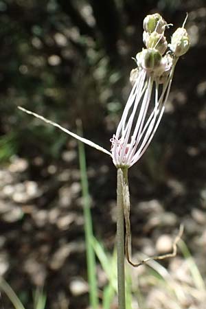 Allium carinatum subsp. pulchellum \ Schner Lauch / Pretty Keeled Garlic, I Liguria, Moneglia 26.9.2023