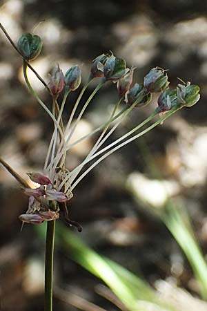 Allium carinatum subsp. pulchellum \ Schner Lauch / Pretty Keeled Garlic, I Liguria, Moneglia 26.9.2023