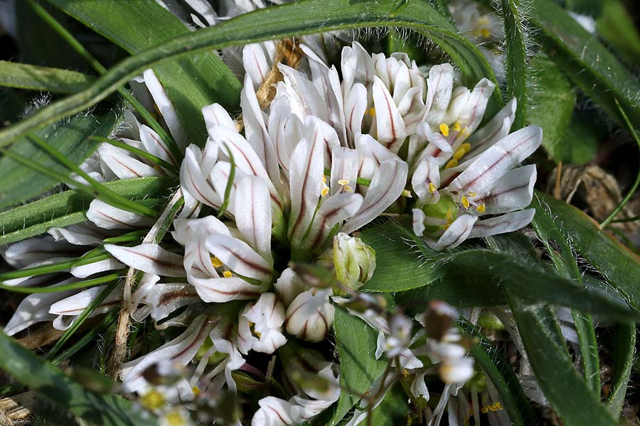 Allium chamaemoly \ Zwerg-Knoblauch / Dwarf Garlic, I Diano San Pietro 25.2.2019 (Photo: Uwe & Katja Grabner)