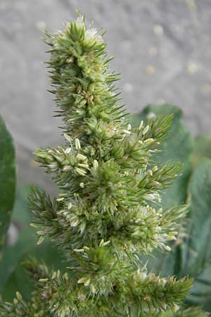 Amaranthus retroflexus \ Rauhaariger Amaranth / Common Pigweed, I Trieste 27.6.2010