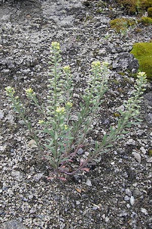Alyssum alyssoides \ Kelch-Steinkraut / Small Alison, Pale Madwort, I Liguria, Piana Crixia 21.5.2013
