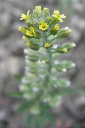 Alyssum alyssoides \ Kelch-Steinkraut / Small Alison, Pale Madwort, I Liguria, Piana Crixia 21.5.2013