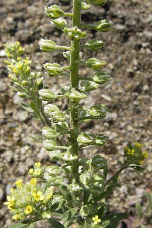 Alyssum alyssoides \ Kelch-Steinkraut / Small Alison, Pale Madwort, I Liguria, Piana Crixia 21.5.2013