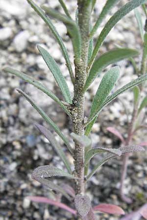 Alyssum alyssoides \ Kelch-Steinkraut / Small Alison, Pale Madwort, I Liguria, Piana Crixia 21.5.2013