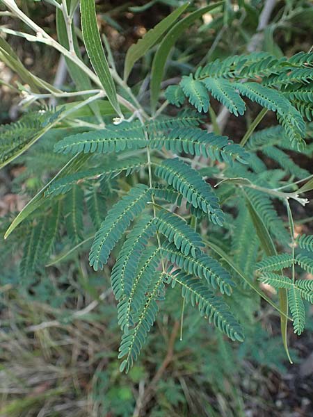 Acacia melanoxylon \ Schwarzholz-Akazie, I Liguria, Moneglia 26.9.2023