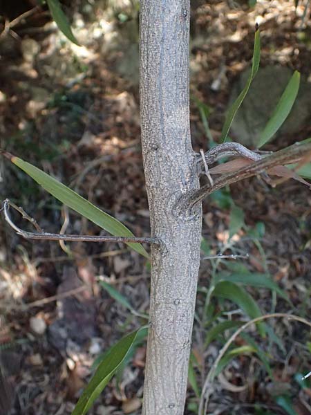 Acacia melanoxylon \ Schwarzholz-Akazie, I Liguria, Moneglia 26.9.2023