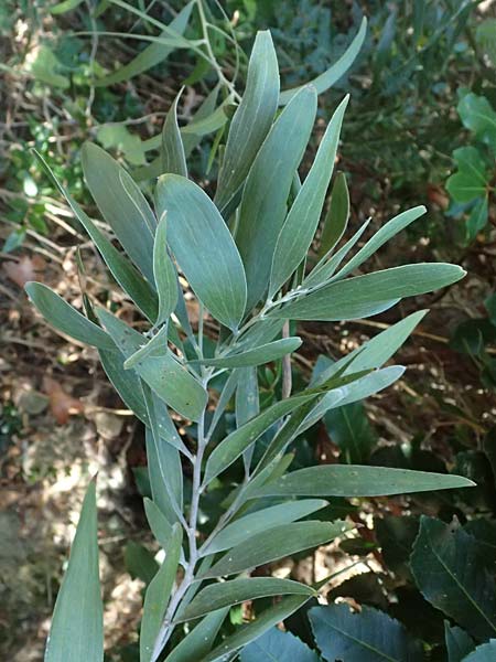 Acacia melanoxylon \ Schwarzholz-Akazie, I Liguria, Moneglia 26.9.2023
