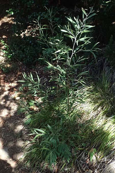 Acacia melanoxylon \ Schwarzholz-Akazie, I Liguria, Moneglia 26.9.2023