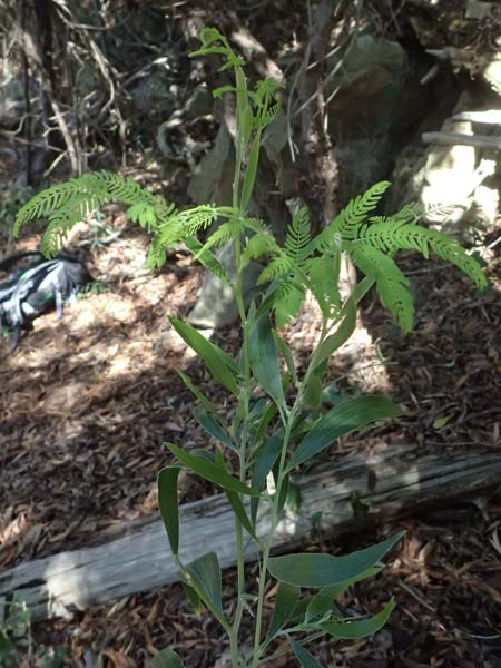 Acacia melanoxylon \ Schwarzholz-Akazie, I Liguria, Moneglia 26.9.2023