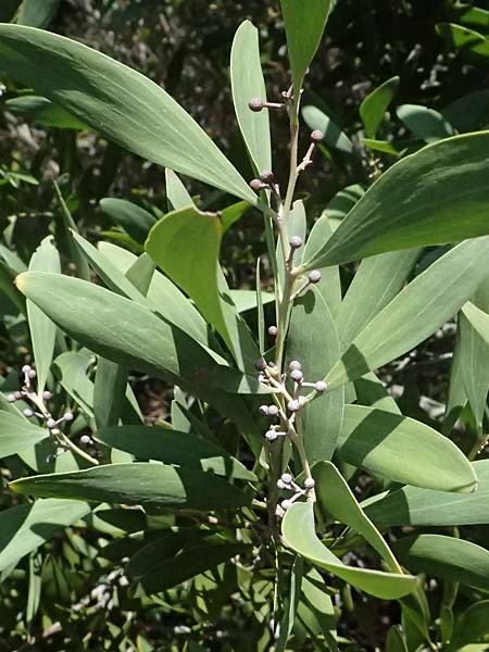 Acacia melanoxylon \ Schwarzholz-Akazie, I Liguria, Moneglia 26.9.2023