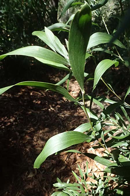 Acacia melanoxylon \ Schwarzholz-Akazie, I Liguria, Moneglia 26.9.2023