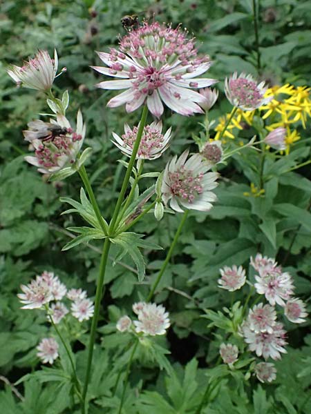 Astrantia major \ Gro�e Sterndolde / Great Masterwort, I Passo del Tonale 11.7.2026
