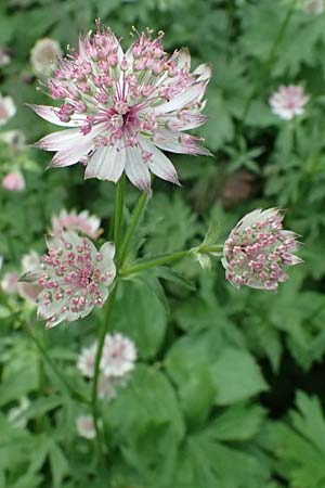Astrantia major \ Gro�e Sterndolde / Great Masterwort, I Passo del Tonale 11.7.2026