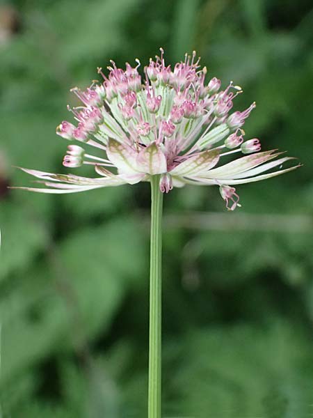Astrantia major \ Gro�e Sterndolde / Great Masterwort, I Passo del Tonale 11.7.2026