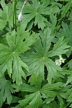 Astrantia major \ Gro�e Sterndolde / Great Masterwort, I Passo del Tonale 11.7.2026