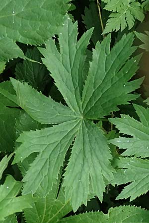 Astrantia major \ Gro�e Sterndolde / Great Masterwort, I Passo del Tonale 11.7.2026