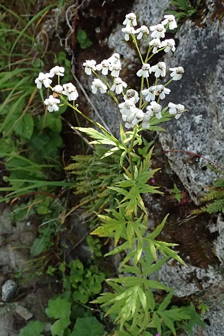 Achillea macrophylla \ Gro�bl�ttrige Schafgarbe / Big-Leaf Milfoil, I Passo del Tonale 11.7.2026