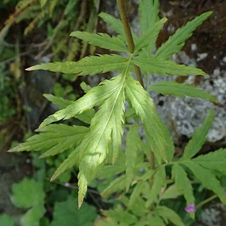Achillea macrophylla \ Gro�bl�ttrige Schafgarbe / Big-Leaf Milfoil, I Passo del Tonale 11.7.2026