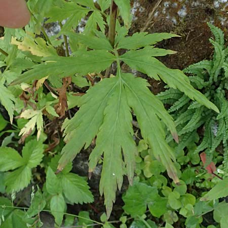 Achillea macrophylla \ Gro�bl�ttrige Schafgarbe / Big-Leaf Milfoil, I Passo del Tonale 11.7.2026