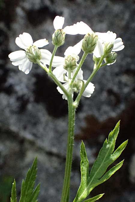 Achillea macrophylla \ Gro�bl�ttrige Schafgarbe / Big-Leaf Milfoil, I Passo del Tonale 11.7.2026