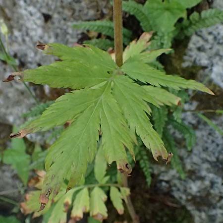 Achillea macrophylla \ Gro�bl�ttrige Schafgarbe / Big-Leaf Milfoil, I Passo del Tonale 11.7.2026