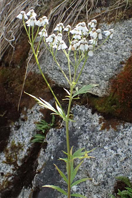 Achillea macrophylla \ Gro�bl�ttrige Schafgarbe / Big-Leaf Milfoil, I Passo del Tonale 11.7.2026