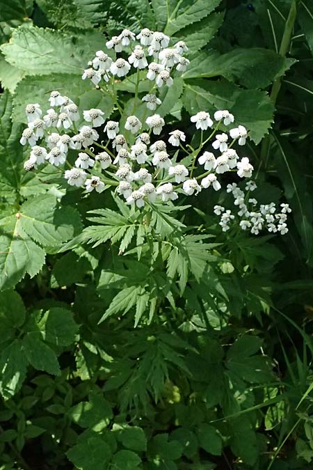 Achillea macrophylla \ Gro�bl�ttrige Schafgarbe / Big-Leaf Milfoil, I Passo del Tonale 11.7.2026