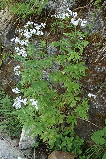 Achillea macrophylla \ Gro�bl�ttrige Schafgarbe / Big-Leaf Milfoil, I Passo del Tonale 11.7.2026