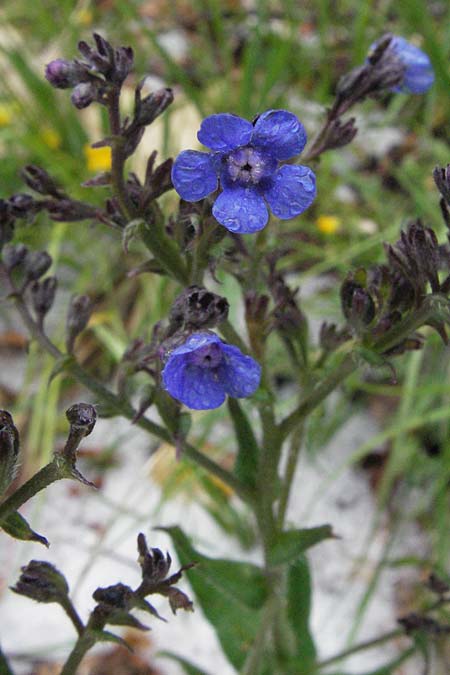 Anchusa officinalis \ Gewhnliche Ochsenzunge / Common Bugloss, I Campo Imperatore 5.6.2007