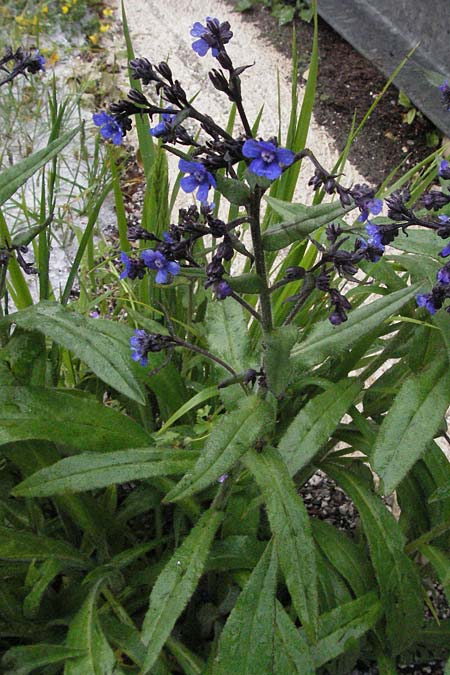 Anchusa officinalis \ Gewhnliche Ochsenzunge / Common Bugloss, I Campo Imperatore 5.6.2007