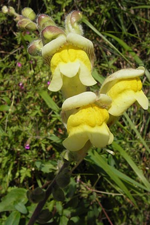 Antirrhinum latifolium \ Breitblttriges Lwenmaul / Yellow Snapdragon, I Liguria, Zuccarello 19.5.2013