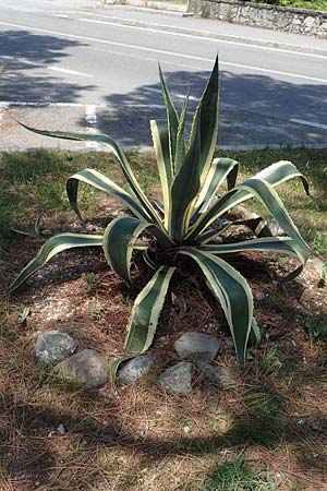 Agave americana var. marginata \ Buntbl&auml;ttrige Agave / Variegated Agave, I Iseosee,  Sulzano 8.6.2017
