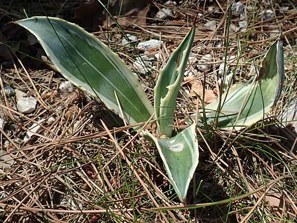 Agave americana var. marginata \ Buntbl&auml;ttrige Agave / Variegated Agave, I Iseosee,  Sulzano 8.6.2017