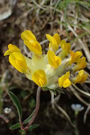 Anthyllis vulneraria subsp. alpestris \ Alpen-Wundklee / Alpine Kidney Vetch, I Passo di Gavia 6.7.2026