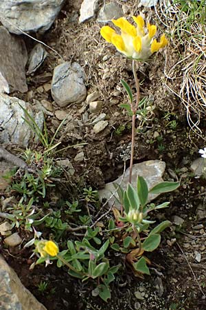 Anthyllis vulneraria subsp. alpestris \ Alpen-Wundklee / Alpine Kidney Vetch, I Passo di Gavia 6.7.2026