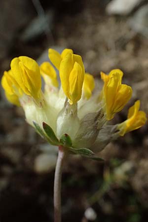 Anthyllis vulneraria subsp. alpestris \ Alpen-Wundklee / Alpine Kidney Vetch, I Passo di Gavia 6.7.2026