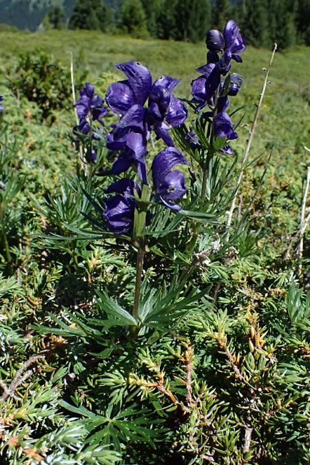 Aconitum napellus subsp. napellus \ Gew�hnlicher Blauer Eisenhut / Monk's-Hood, I Bormio 9.7.2026