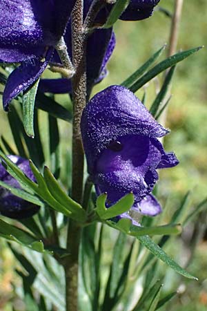 Aconitum napellus subsp. napellus \ Gew�hnlicher Blauer Eisenhut / Monk's-Hood, I Bormio 9.7.2026