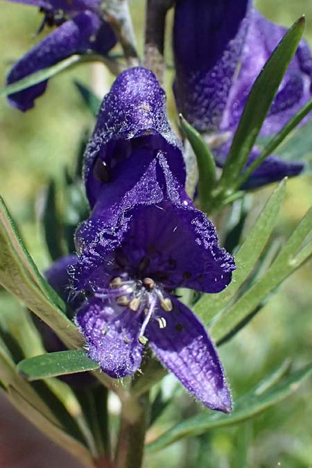 Aconitum napellus subsp. napellus \ Gew�hnlicher Blauer Eisenhut / Monk's-Hood, I Bormio 9.7.2026