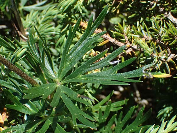 Aconitum napellus subsp. napellus \ Gew�hnlicher Blauer Eisenhut / Monk's-Hood, I Bormio 9.7.2026