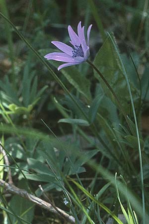 Anemone hortensis \ Stern-Anemone / Broad-Leaved Anemone, I Promontorio del Gargano,  Mattinata 30.4.1985
