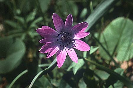 Anemone hortensis \ Stern-Anemone / Broad-Leaved Anemone, I Promontorio del Gargano, Monte S.  Angelo 2.5.1985