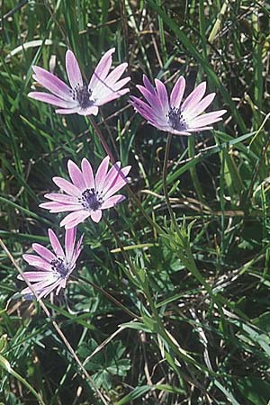 Anemone hortensis \ Stern-Anemone / Broad-Leaved Anemone, I Toscana,  Alberese 28.3.1998