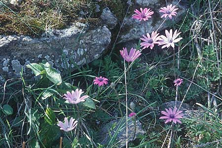 Anemone hortensis \ Stern-Anemone / Broad-Leaved Anemone, I Toscana,  Alberese 28.3.1998