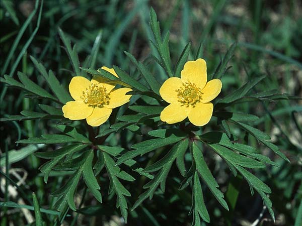 Anemone ranunculoides \ Gelbes Windrschen / Yellow Anemone, I Campo Imperatore 22.5.2005